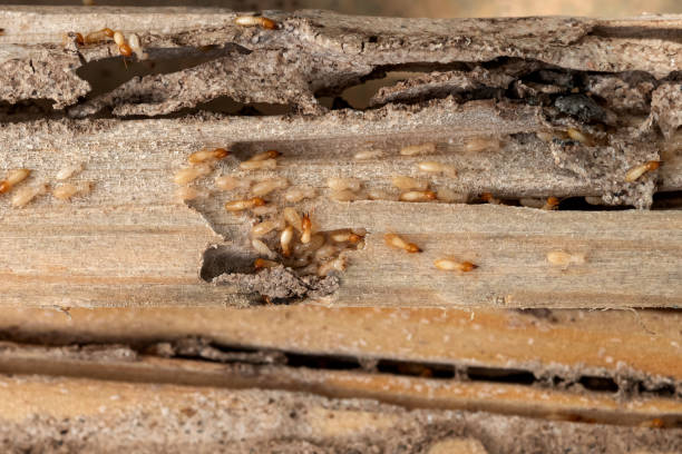 Best Emergency Pest Control  in Mcfarland, CA