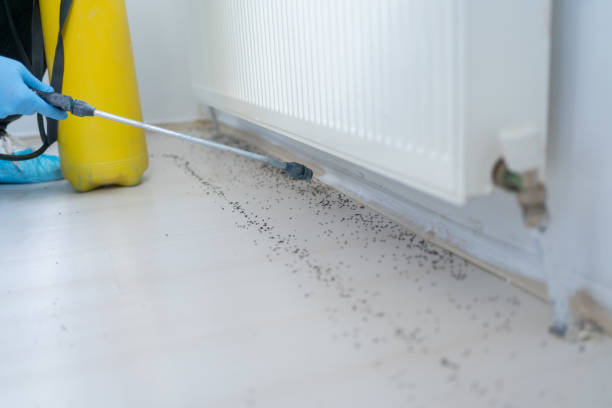 Best Mosquito Control Services  in Mcfarland, CA